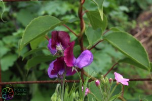 Lathyrus_ odoratus (2)